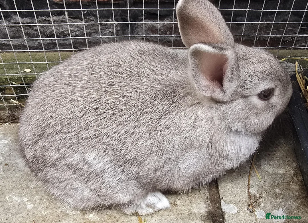 Mixed Breed rabbits for sale: Netherland / Lop Dwarf Bunny - Advert 1