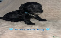 Cavapoo dogs for sale: Beautiful F1 Cavapoo Puppies  - Image 3