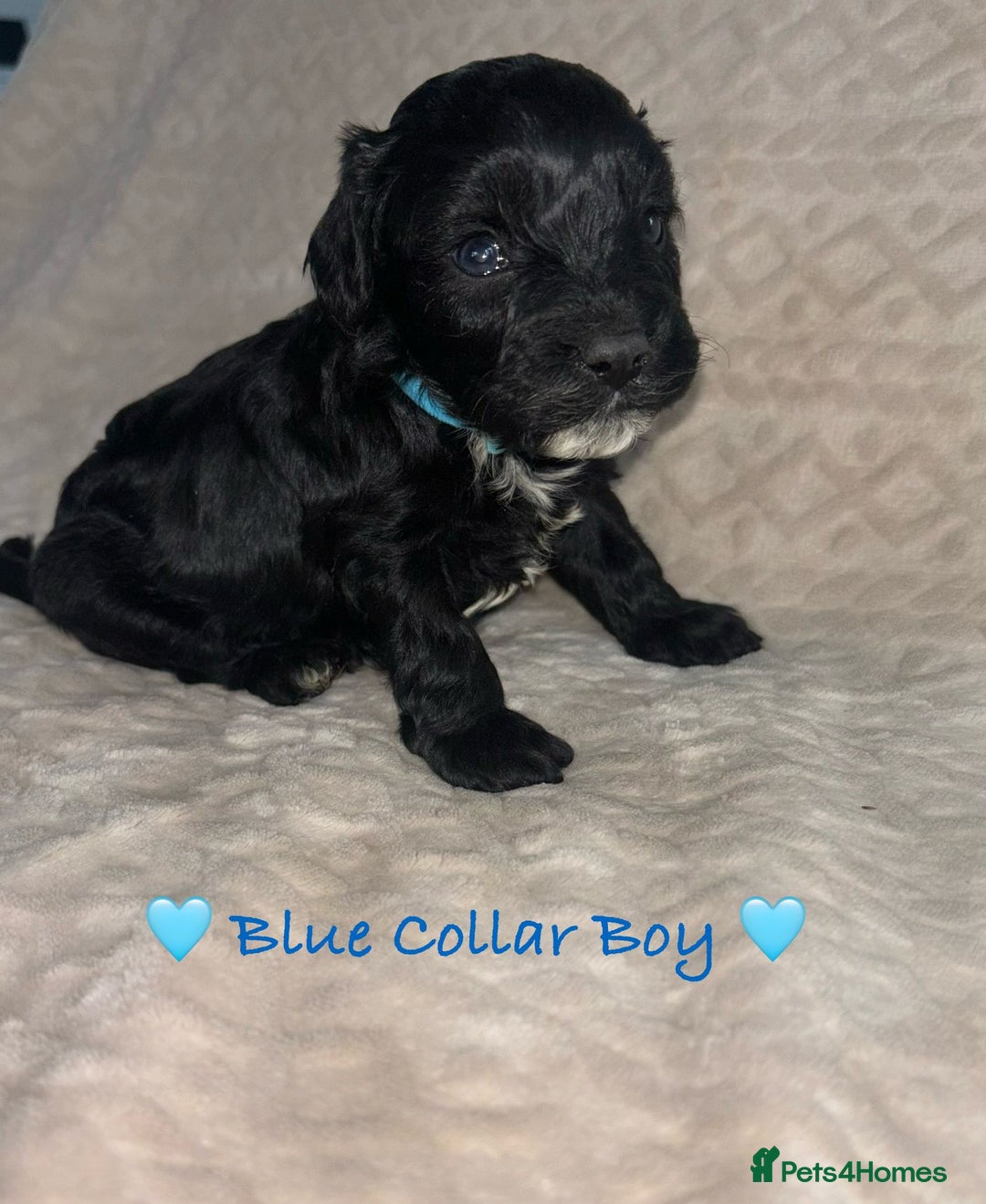 Cavapoo dogs for sale: Beautiful F1 Cavapoo Puppies  - Image 3