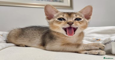 Abyssinian cats - Advert 7