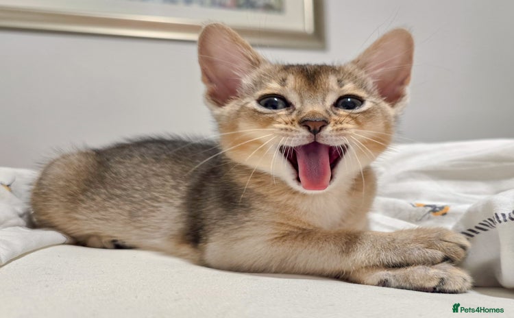 Abyssinian cats - Advert 4