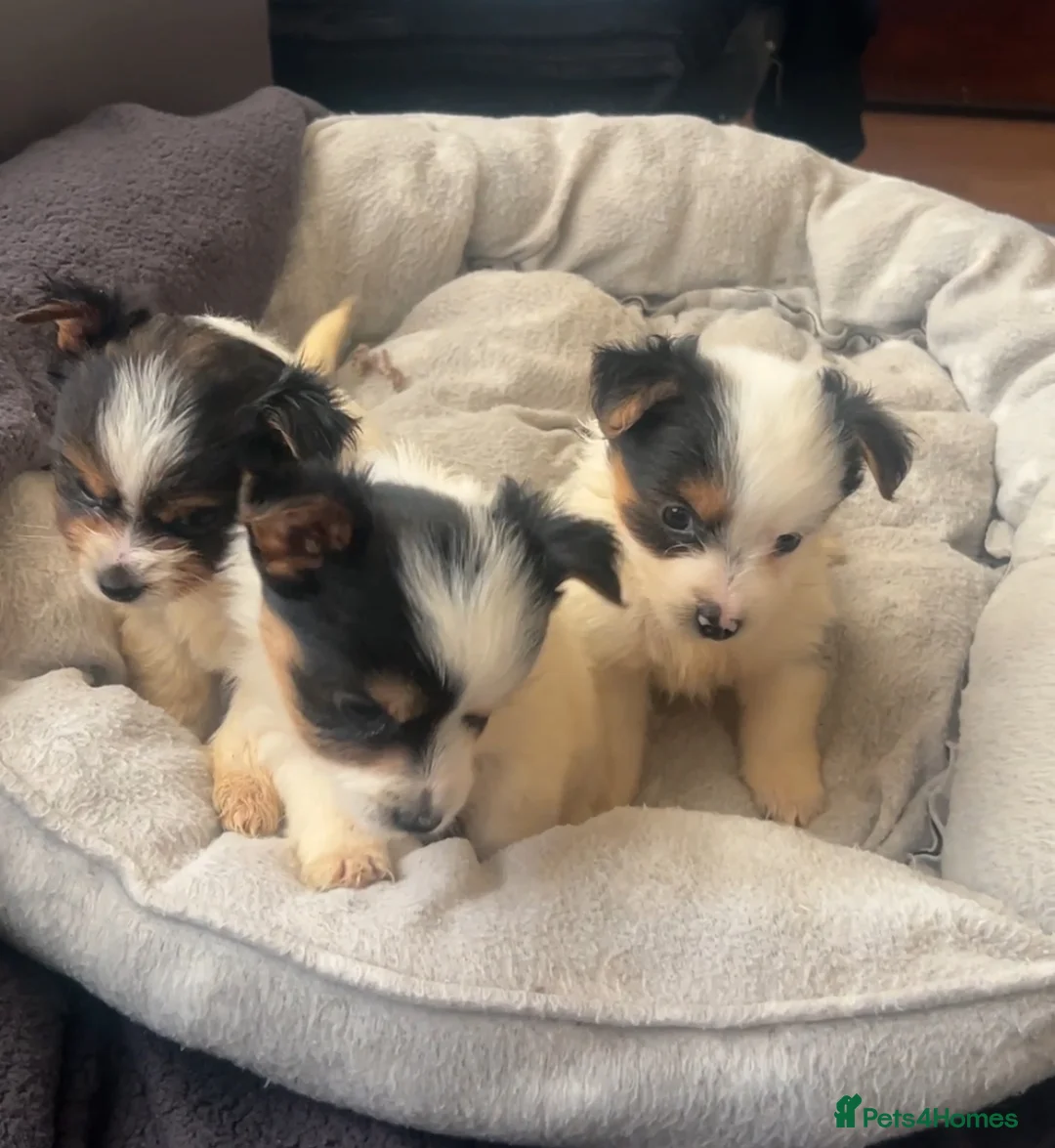 Biewer Terrier dogs for sale: Beautiful Biewer terrier puppies for sale  - Advert 29