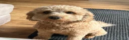 Cavapoo dogs for sale: F1B Cavapoo Puppies Looking For Forever Homes - Advert 10