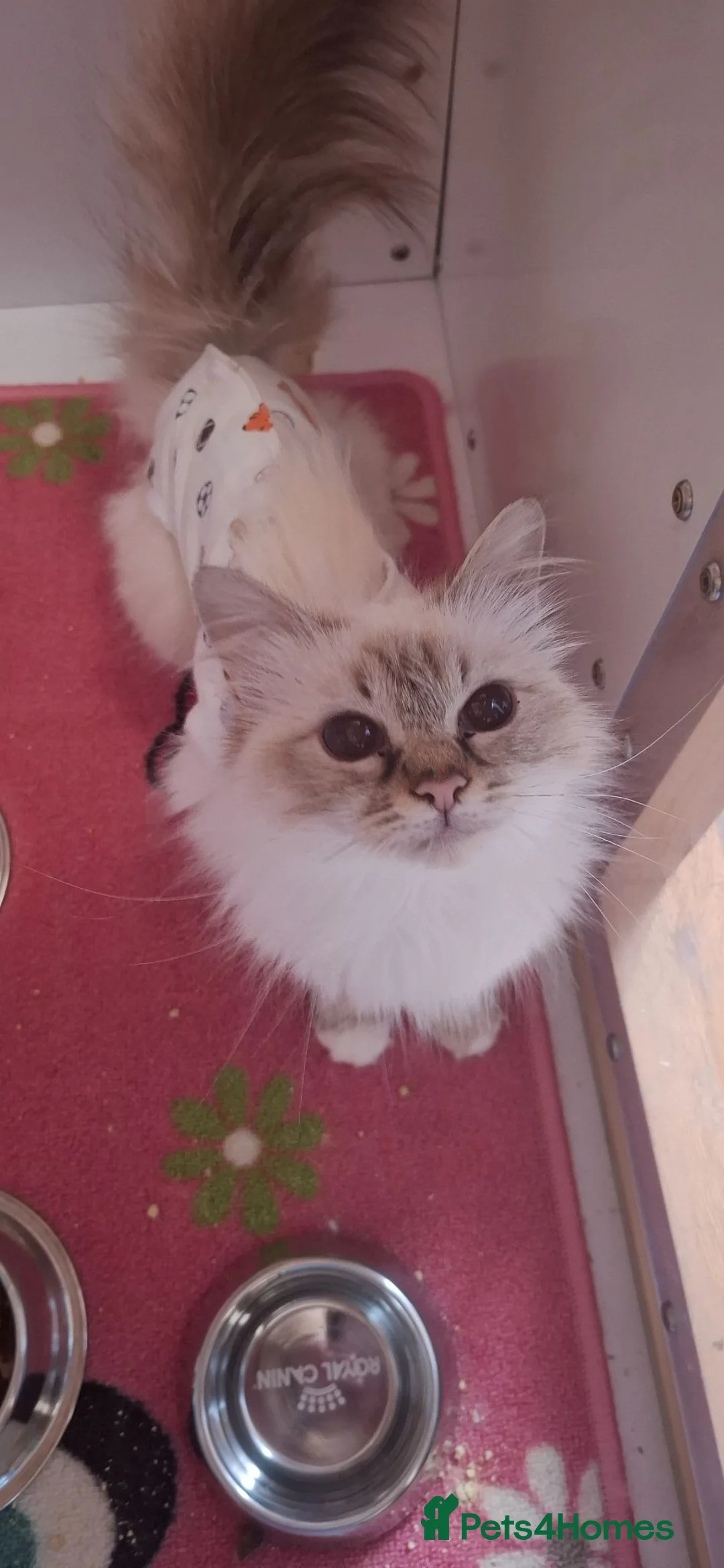 Birman cats for sale: Chocolate tabby female  - Advert 2