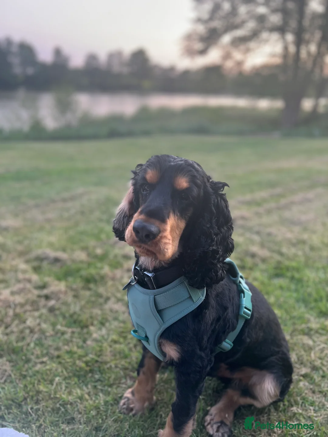 Cocker Spaniel dogs for sale: Beautiful Boy looking for forever home - Advert 7