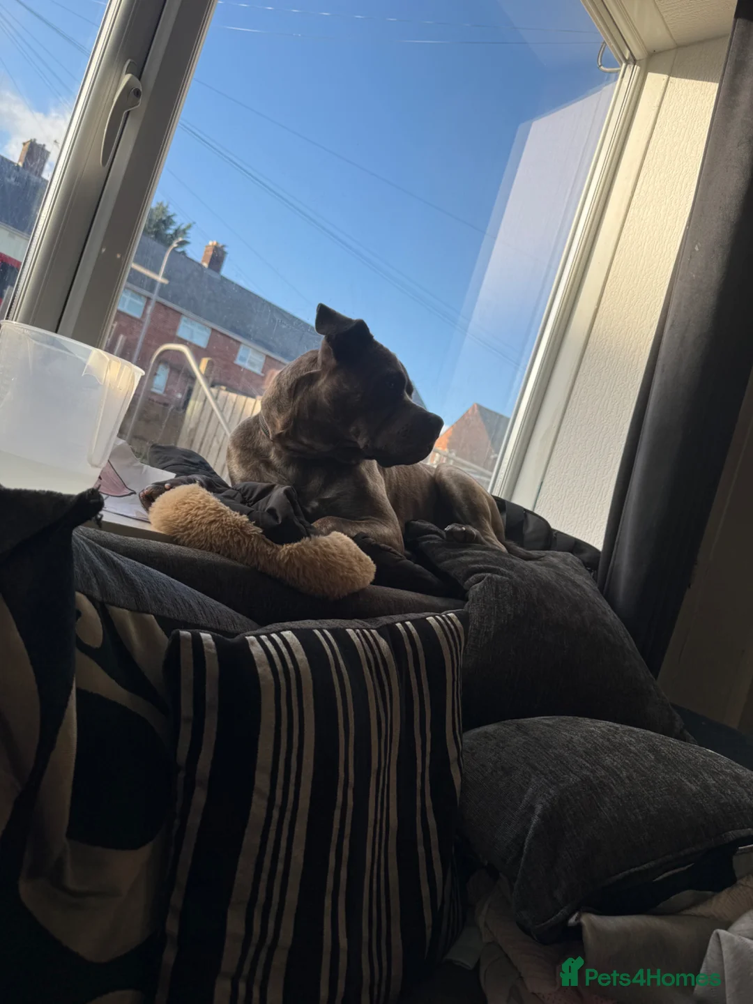 Mixed Breed dogs for sale: 12 month Male  in Barry - Advert 2