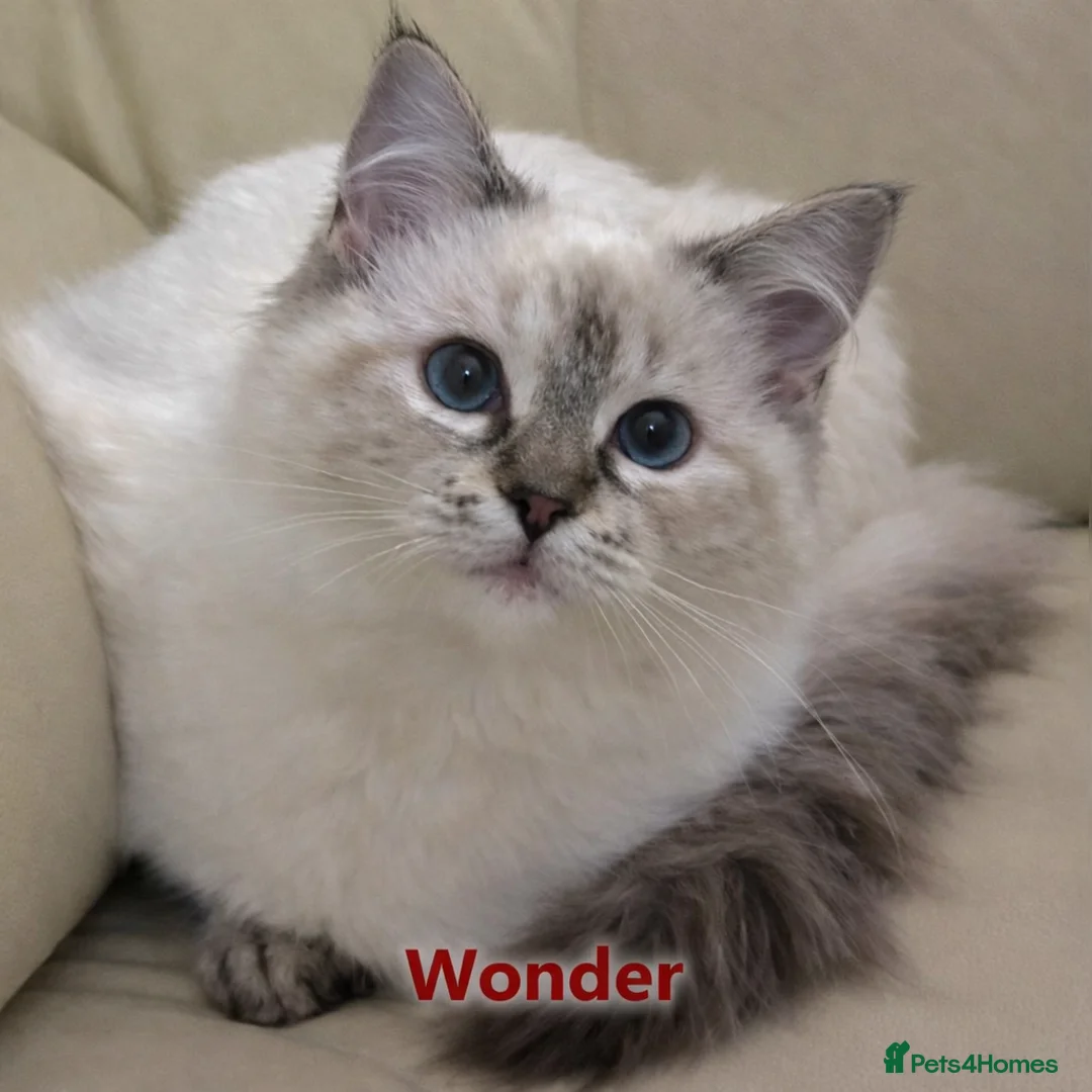 Ragdoll cats for sale: GCCF registered lynx girls ready - Advert 8