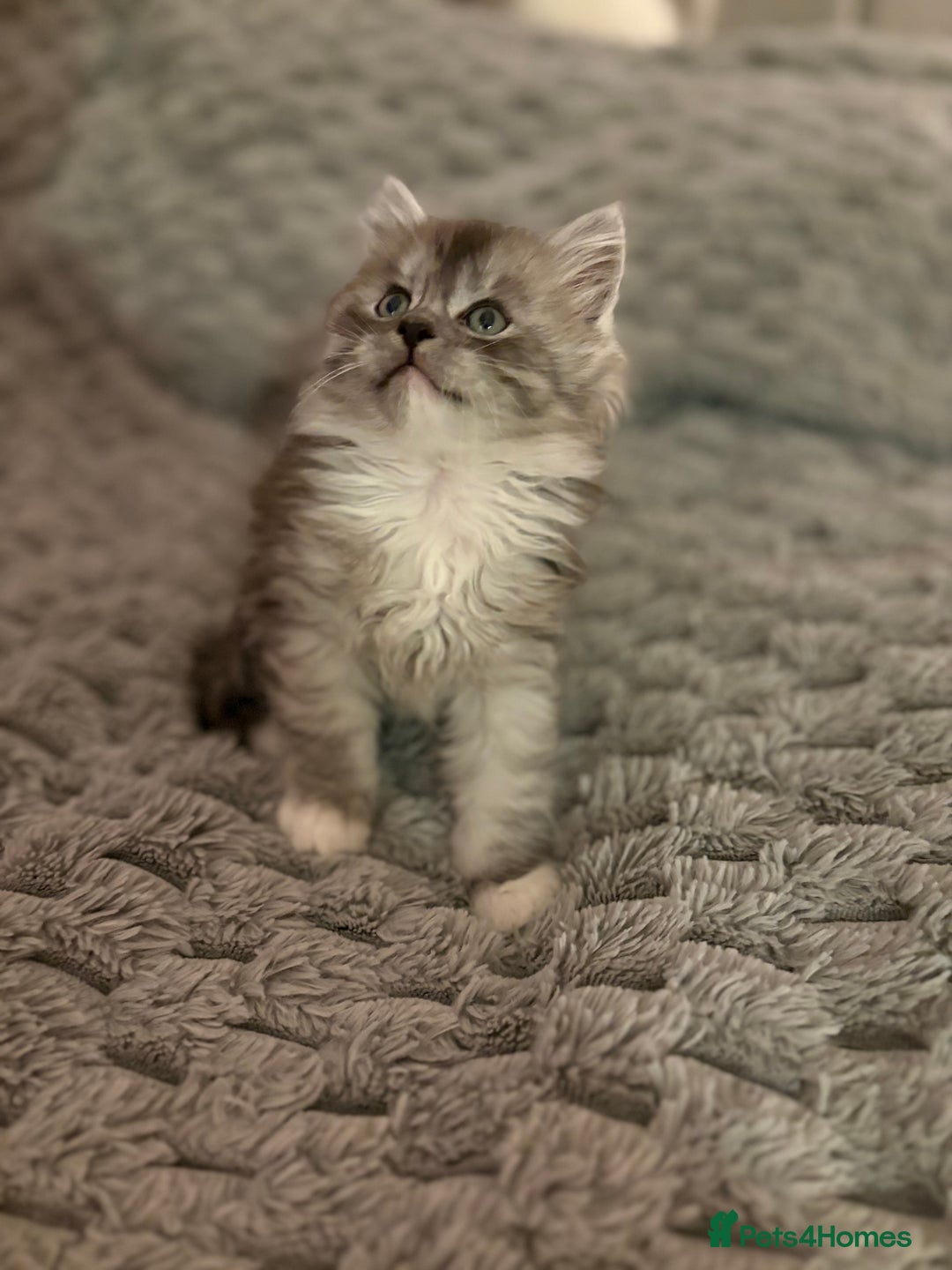 Mixed Breed cats for sale: Stunning Maine coon x Scottish Fold kittens - Advert 16