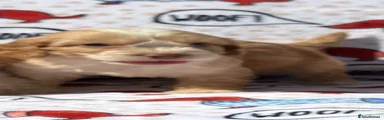 Cockapoo 2