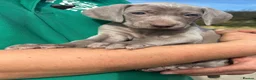 Weimaraner dogs for sale: Weimaraner Puppies READY NOW one left ! - Advert 13