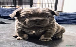 French Bulldog dogs for sale: Bellasbulliez visual fluffy french bulldog boy 💙 - Image 3