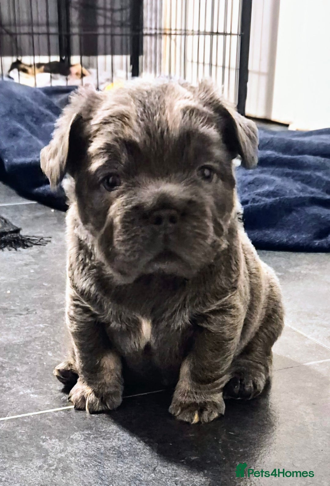 French Bulldog dogs for sale: Bellasbulliez visual fluffy french bulldog boy 💙 - Image 3
