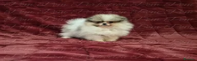 Pomeranian 4