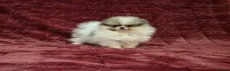 Pomeranian dogs for sale: Ultra Teddy Bear Pomeranian Puppies - Advert 16