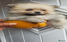 Pomeranian dogs for sale: Xxs pomeranians - Image 2