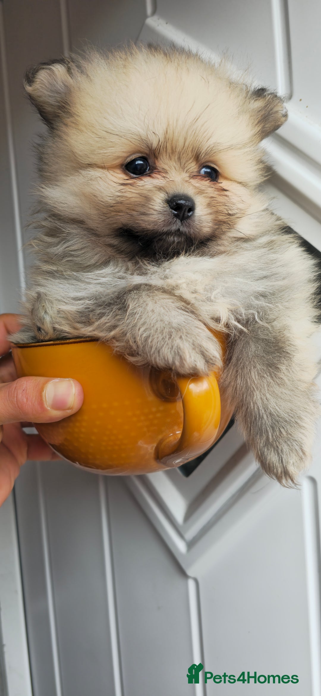Pomeranian dogs for sale: Xxs pomeranians - Image 2