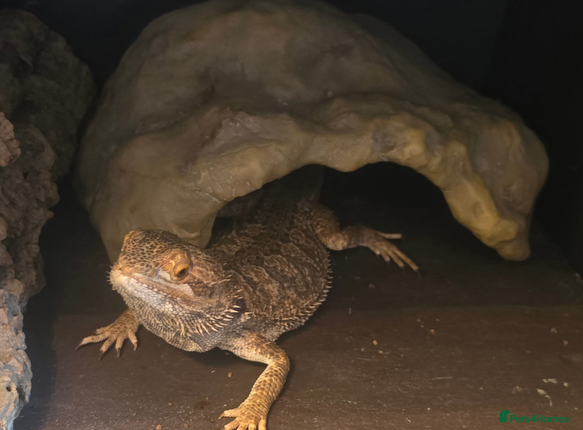 Bearded Dragon reptiles Bearded dragon- Full set up - Advert 8