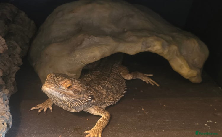 Bearded Dragon reptiles Bearded dragon- Full set up - Advert 1