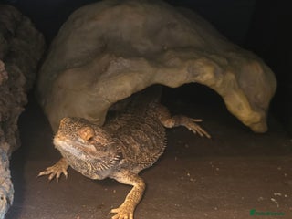 Bearded Dragon reptiles for sale: Bearded dragon- Full set up - Advert 1