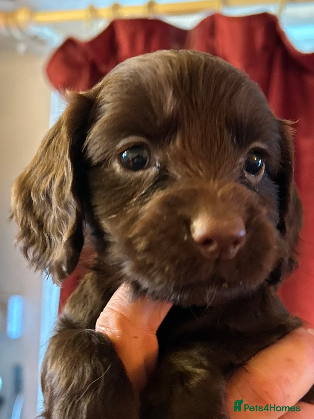 Cocker Spaniel dogs for sale: Pedigree Working Cocker Spaniel pups for sale  - Advert 13