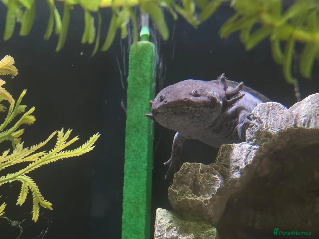 Axolotl reptiles for sale: Male gold speckled axolotl  - Advert 4