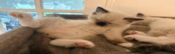 Ragdoll cats for sale: 5 ragdoll kittens  - Advert 6
