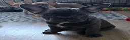 Frug dogs for sale:  Stunning Frug puppies  - Advert 9