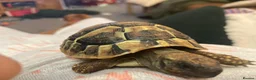 Hermann Tortoise reptiles for sale: Hermann tortoise complete setup in Maesteg - Advert 4