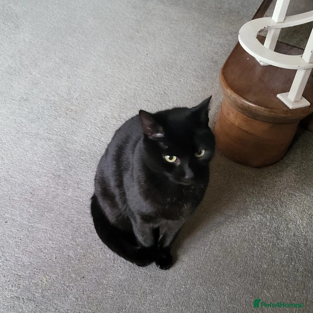 Domestic Shorthair cats for sale: Looking for a new home after bereavement  - Advert 5