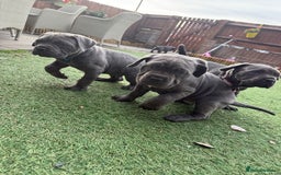 Cane Corso dogs for sale: Cane corso puppies  - Image 5