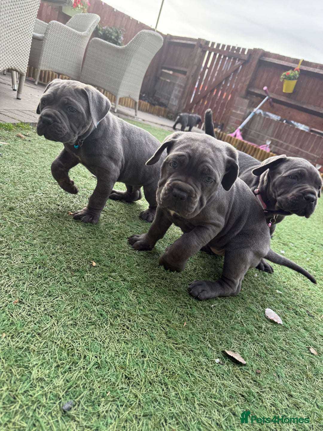 Cane Corso dogs for sale: Cane corso puppies  - Image 5