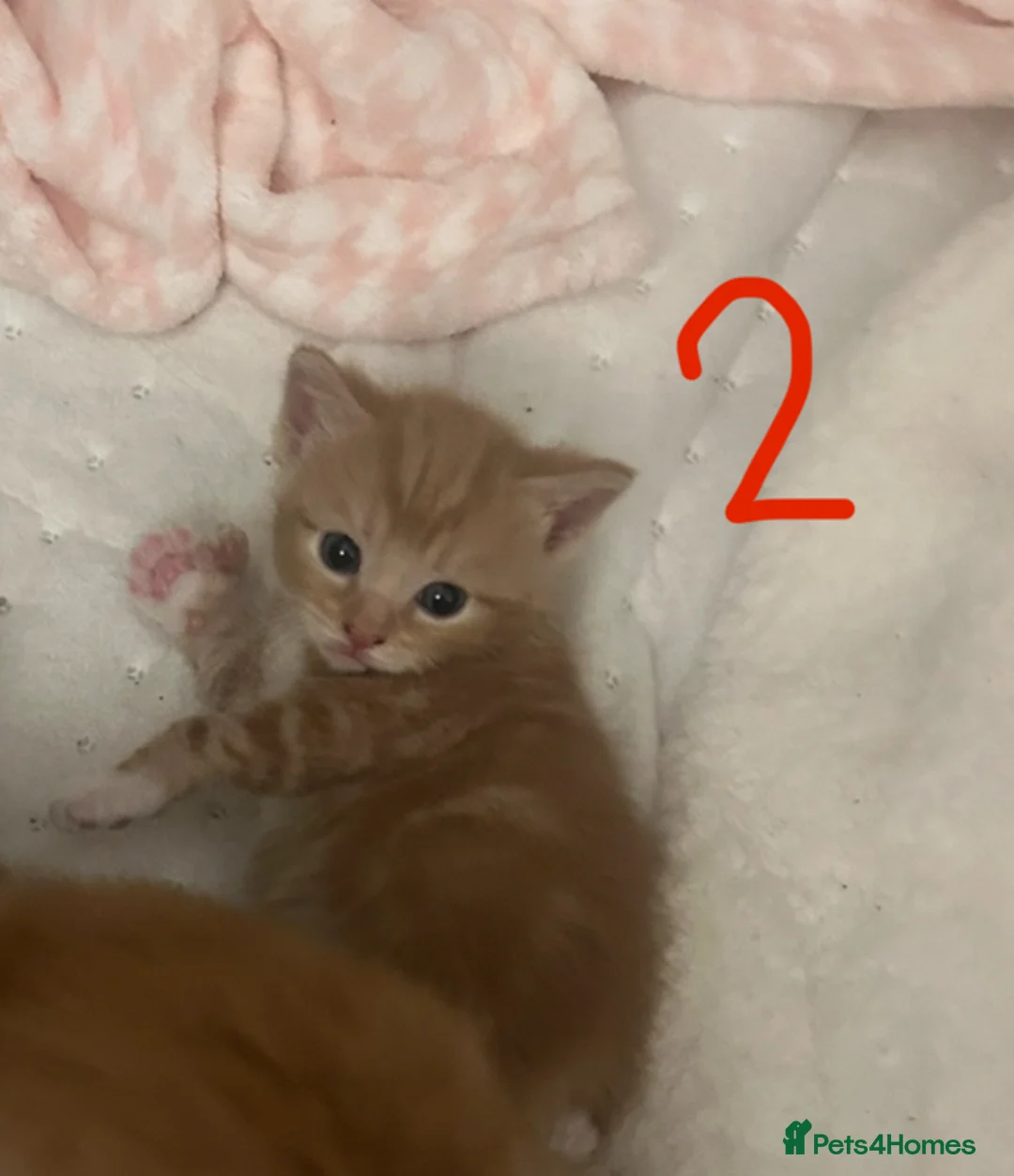 Turkish Angora cats for sale: 2 Male Ginger Turkish Angora Kittens 8 weeks old in Bushey - Advert 6