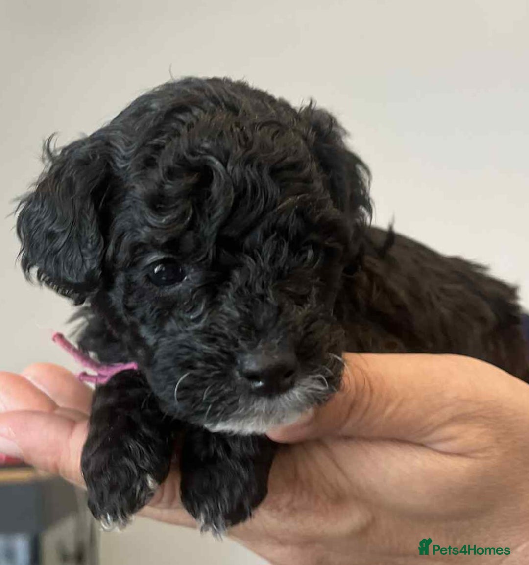 Maltipoo dogs for sale: Toy f1b maltipoos dna clear. - Image 4