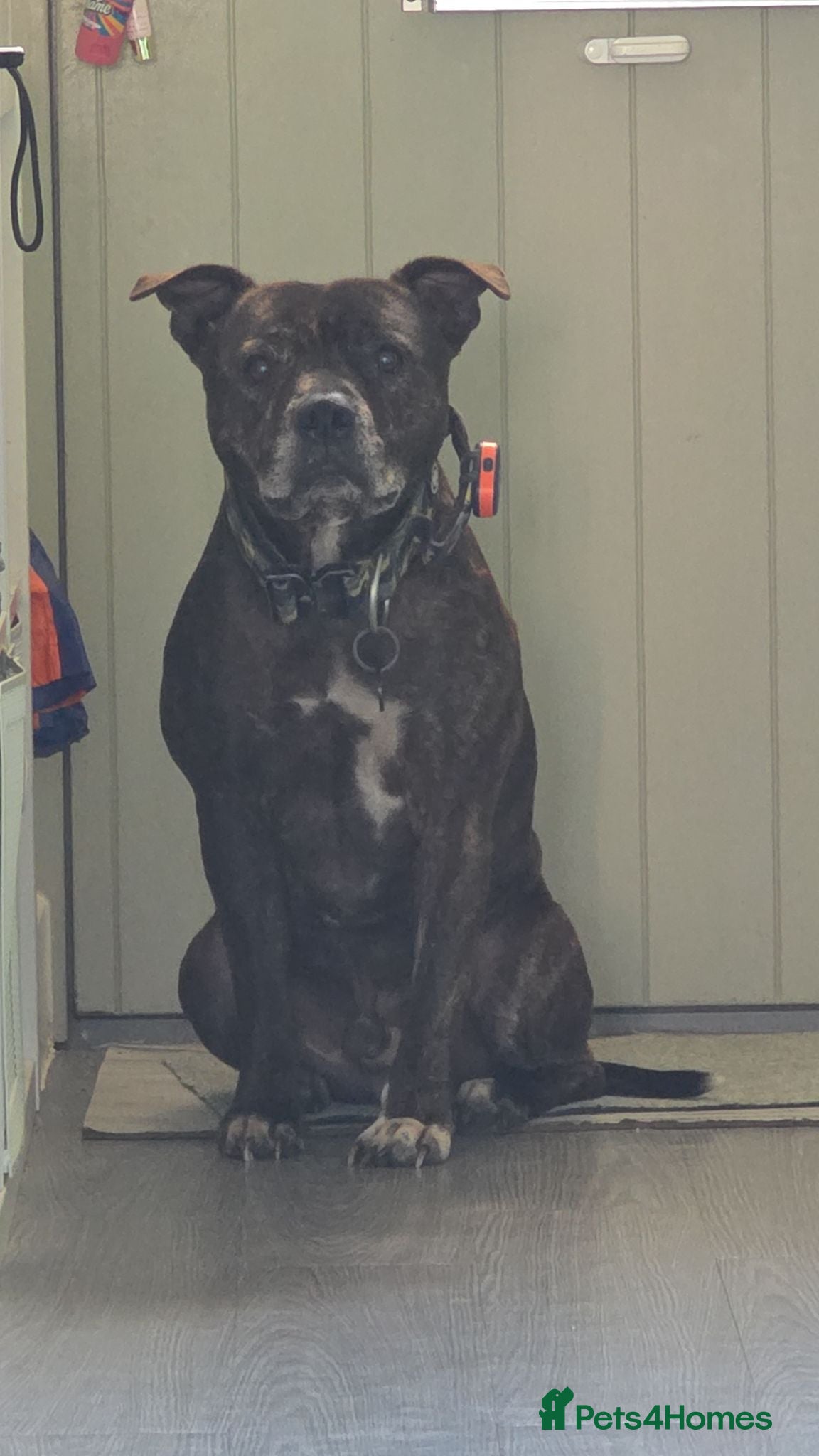 Staffordshire Bull Terrier dogs Reggie - please read description  - Advert 11