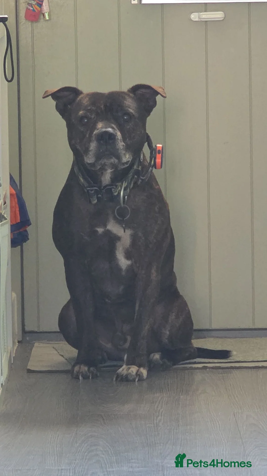 Staffordshire Bull Terrier dogs for sale: Reggie - please read description  in Clifton - Advert 1