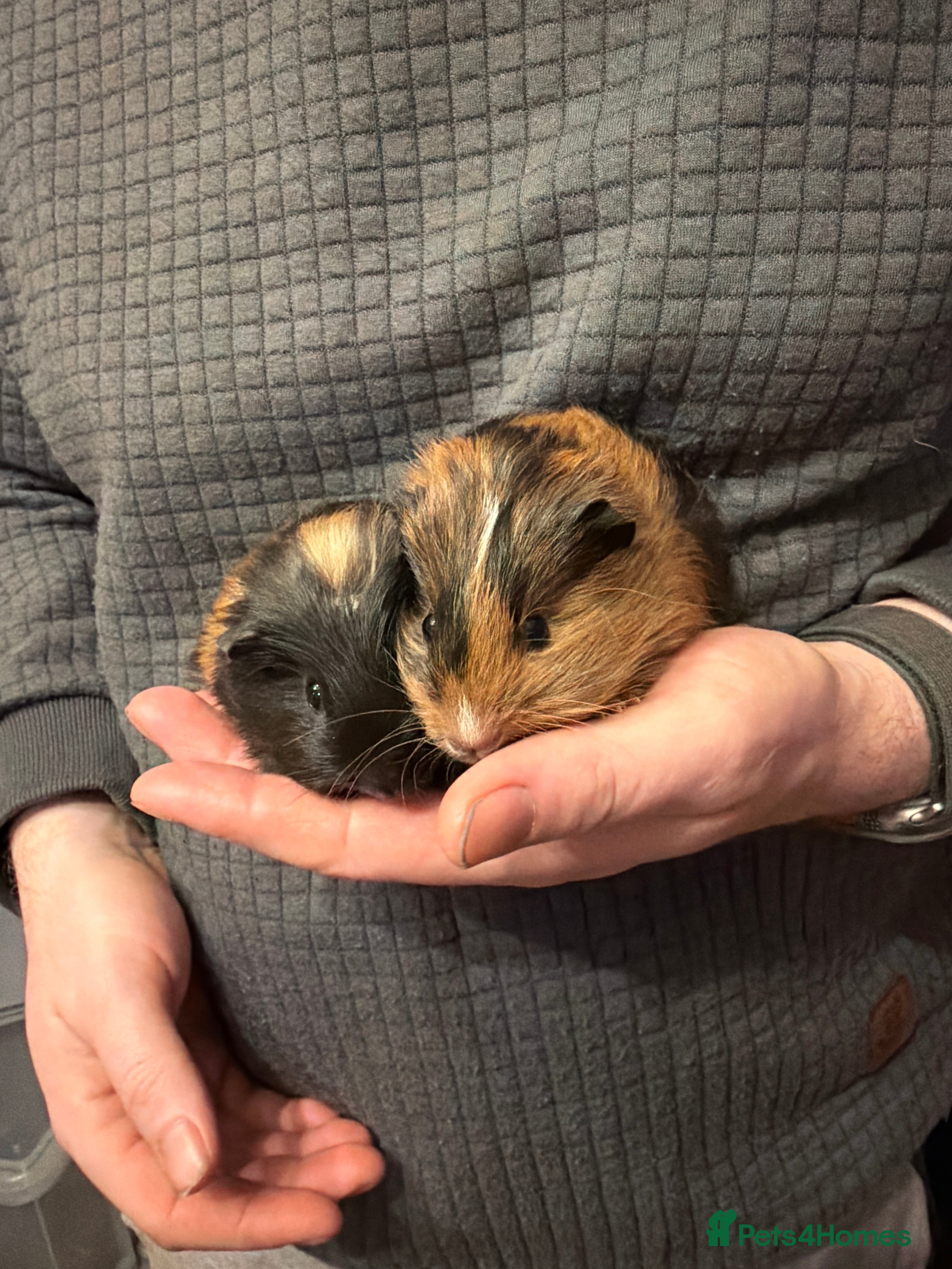 Guinea Pig rodents Our last 2 boys looking for their forever homes - Advert 6