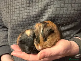 Guinea Pig rodents Our last 2 boys looking for their forever homes - Advert 6