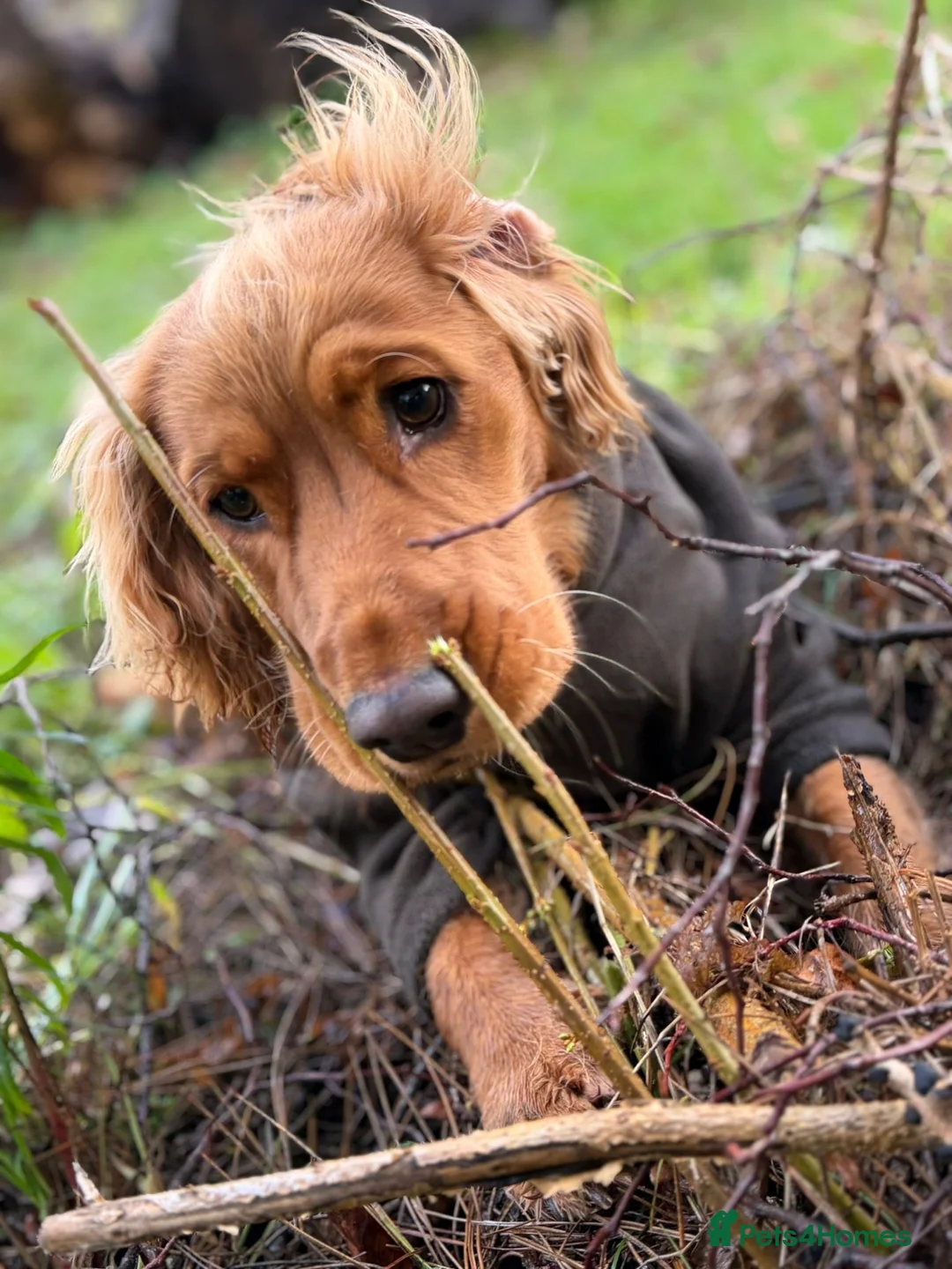 Cocker Spaniel dogs for sale: Frankie - Advert 4