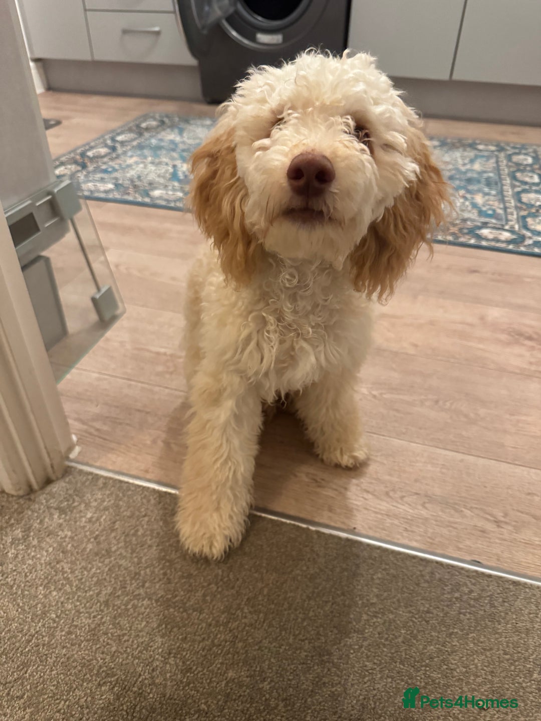 Cockapoo dogs for sale: Male cockapoo 7 months old - Advert 1