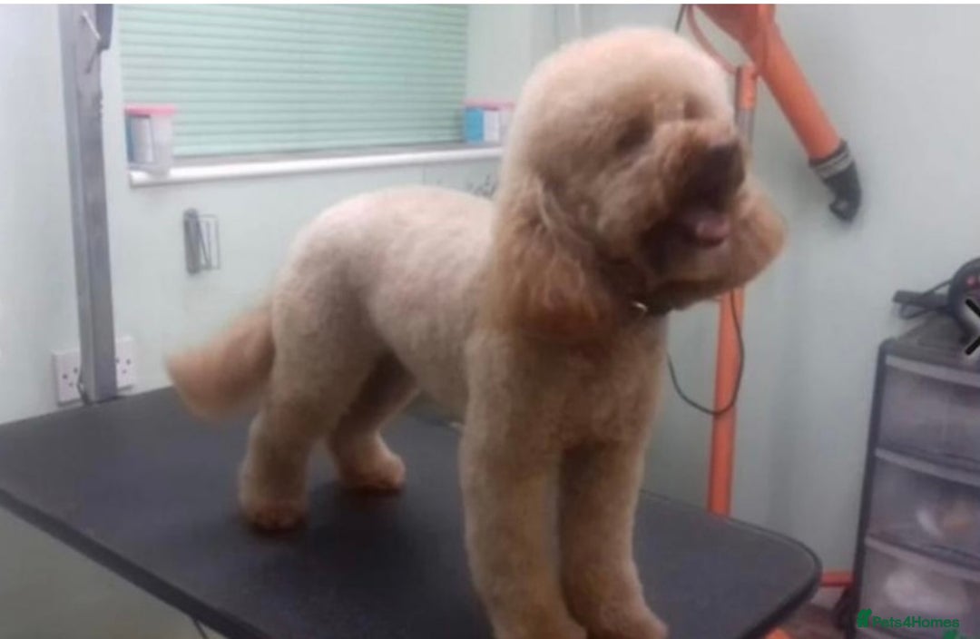 Cockapoo dogs for sale: 5 Chunky Miniature Cockapoos - Image 14