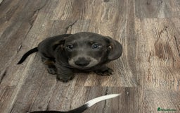 Dachshund dogs for sale: 🩶Silver miniature dachshunds litter READY TO GO🩶 - Image 4
