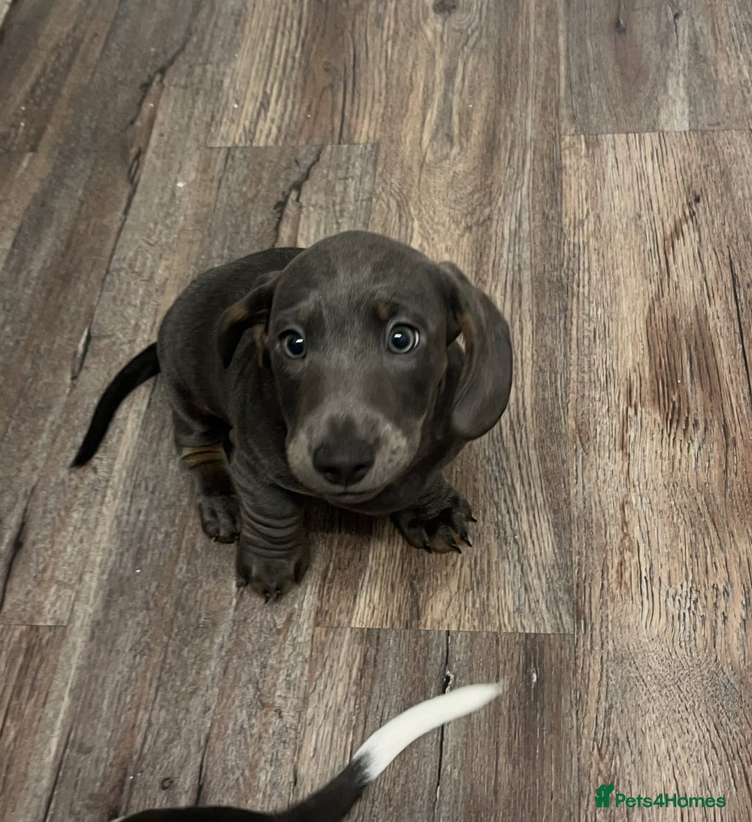 Dachshund dogs for sale: 🩶Silver miniature dachshunds litter READY TO GO🩶 - Image 4