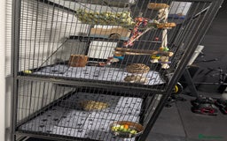 Degus rodents for sale: 2 female Pied Degu, cage/ full set up - Image 3