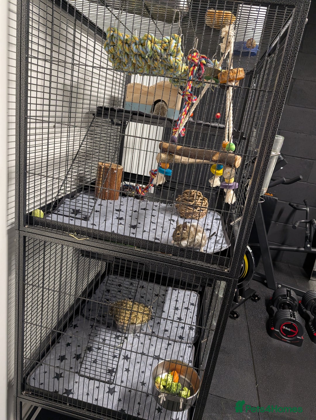 Degus rodents for sale: 2 female Pied Degu, cage/ full set up - Image 3