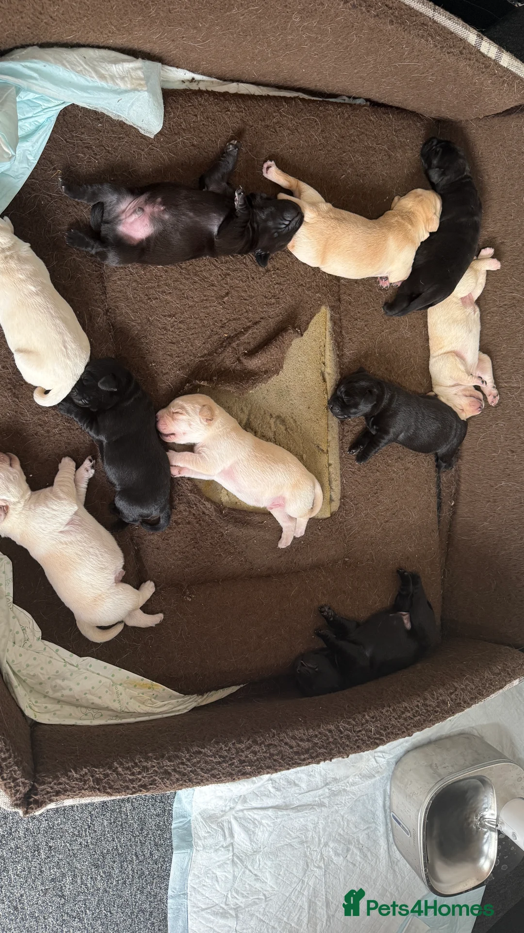 Labrador Retriever dogs for stud: Labrador black - Advert 9