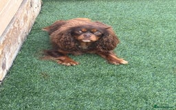 Cavalier King Charles Spaniel dogs for sale: Chocolate and tan cavalier - Image 1