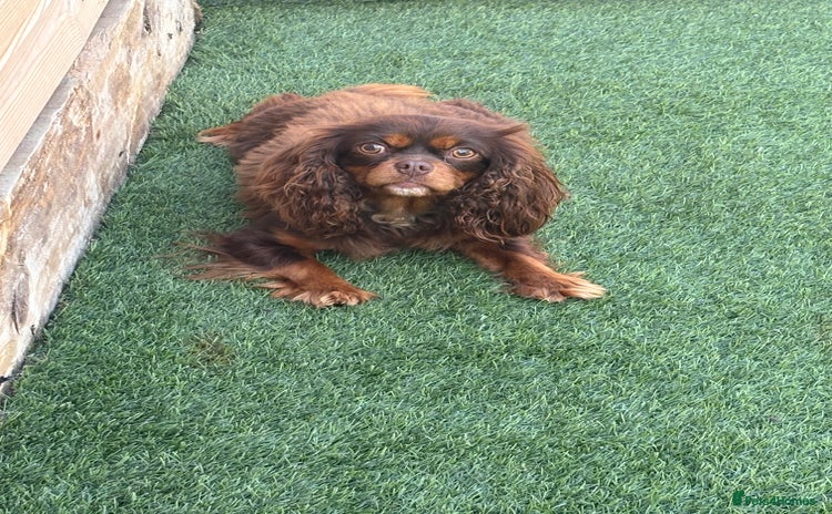 Cavalier King Charles Spaniel dogs - Advert 4