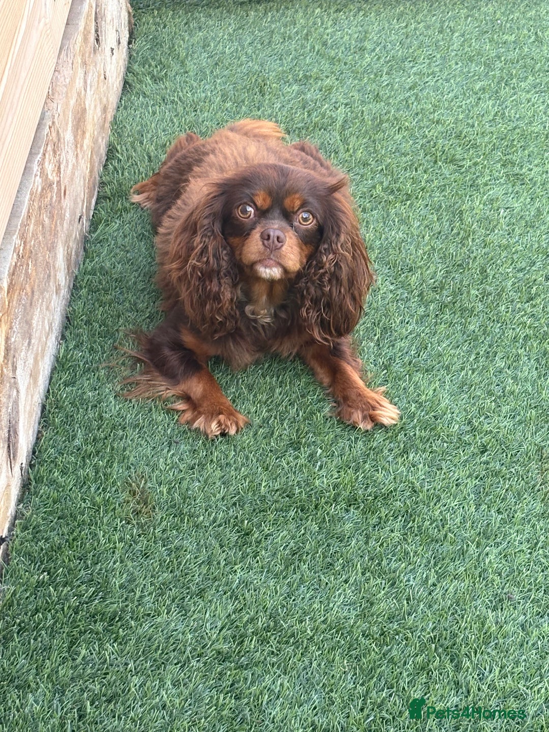 Cavalier King Charles Spaniel dogs for sale: Chocolate and tan cavalier - Image 1
