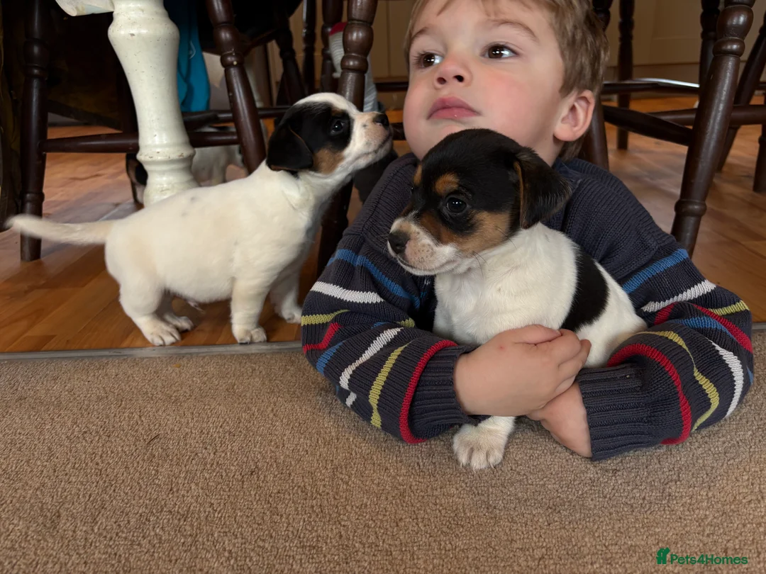 Jack Russell dogs for sale: Gorgeous Jack Russell puppies  - Advert 12
