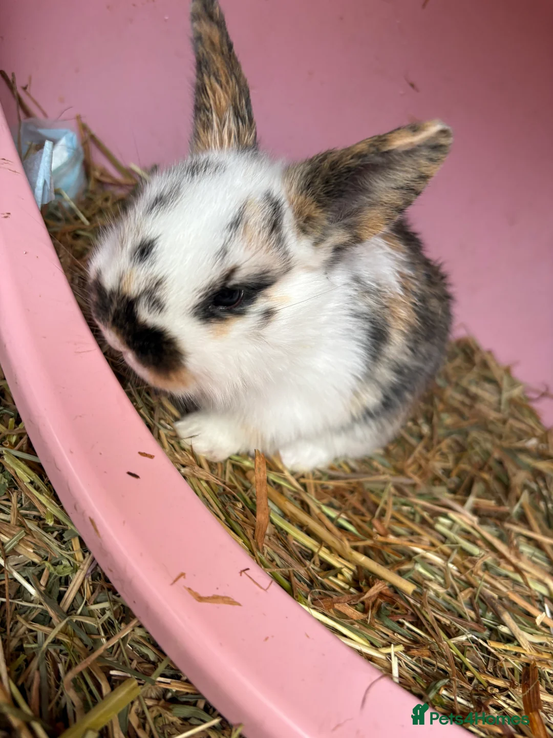 Mini Lop rabbits for sale: 7 Beautiful Mini Lops  - Advert 4